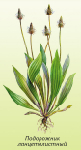 Šķepveidīgas ceļtekas lapas ( Plantago lanceolata )