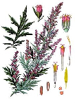 Полынь эстрагон (Artemisia dracunculus)