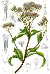 Посконник коноплевый (Eupatorium cannabinum)