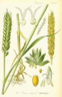 Пшеница  (Tricum Vulgare )
