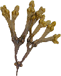   (Fucus vesiculosus)