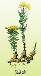 Rožainās rodiolas sakne ( Rhodiola rosea )