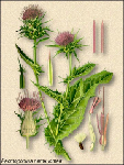   (Silybum marianum)