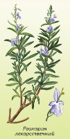    (Rosmarinus Officinalis)