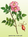 Mežrozītes augļu pulveris ( Rosa canina )