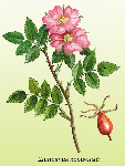  (Rosa canina)