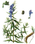 Baikāla ķiverenes laksti ( Scutellaria baicalensis )