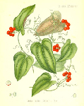  (Smilax medica)