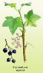Чёрная смородина (Ribes nigrum)