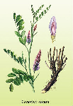   () (Glycrrhiza glabra)