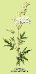  ,  (Filipendula ulmaria)