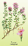 Mārsila laksti ( Thymus serpyllum )