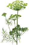   (Anethum graveolens)