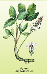 Trejlapu puplakša lapas ( Menyanthes trifoliata )