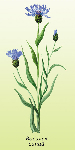 Василек синий ( Centaurea cyanus )