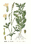 Ārstniecības verbēnas sakne ( Verbena officinalis )