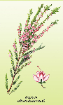 Sila viršu laksti ( Calluna vulgaris )