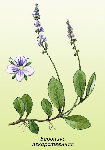 Zemtekas laksti ( Veronica officinalis )