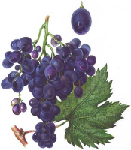   - Vitis vinifera