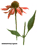 Ehinacejas ekstrakts ( Echinacea purpurea )