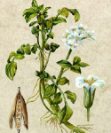 Ārstniecības avotkreses laksti ( Nasturtium officinalis )